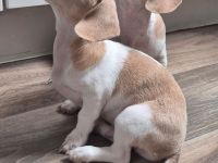 Dackel Welpen in Sonderfarbe