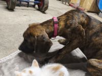 Katzenbabys Maine coon Mix Kitten