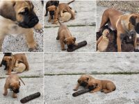 Boerboel Welpen