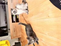 Bkh mix Heilige Birma