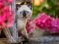 Diese blauen Babybärchenaugen…. suchen Adoptiveltern!