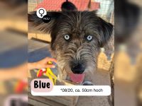 BLUE - Ozeanblaue Augen suchen DICH