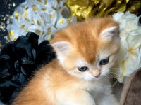 Bkh Kitten mit Stammbaum Gold