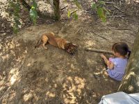 Hübscher Malinois mischling  sucht perfektes zuhause
