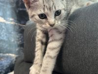 Britisch Kurzhaar Baby Weiblich 12 Wochen