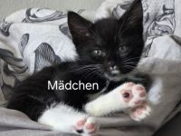 Katzenbabys Abzugeben