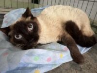 Minerva, FIV positiv