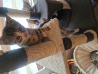 BKH-Mix Babykatzen abzugeben – 3 Jungs & 3 Mädchen – entwurmt, kinderlieb*