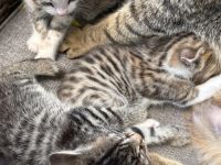 Süße Babykatzen abzugeben – Abgabe ab dem 28.06.2025