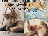 Maine Coon Kitten XXL reinrassig