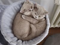 Bkh kitten sucht liebesvolles Zuhause