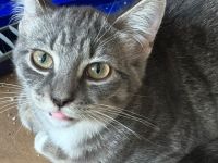 Zwei süße Kätzchen suchen ein liebevolles Zuhause – geimpft & entwurmt