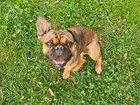 Zwei liebevolle Hündinnen suchen gemeinsam ein neues Zuhause