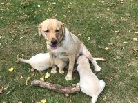 Labrador-Retriever Welpen