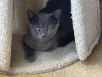 Süßes graues Kätzchen sucht liebevolles Zuhause