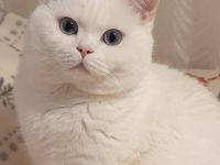 Deckkater BKH weiß mit blauen Augen (Kein Verkauf)