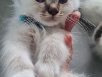 Heilige Birma Kitten