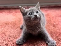 Ein zauberhaftes Katzenmädchen sucht ein liebevolles Zuhause!