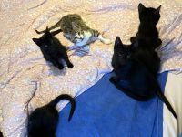 Katzenbabys zu verkaufen – geboren am 15. Juni (jetzt 6 Wochen alt)