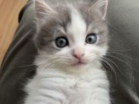 Neva Masquarade Sibirische Katze Mix