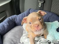 Old Englisch Bulldog Welpe 8 Wochen