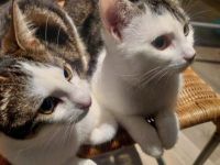 2 süße Katzenmädchen