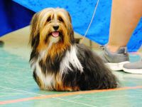 Zuchtrüde "Joschi" Tricolor Havaneser mit Charme & Ausstrahlung