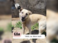 ELLA eine sanfte Begleiterin