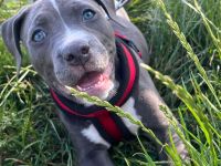 American Bully Welpe