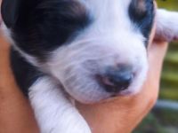 Miniature Australian Shepherd Welpen Mini Aussie Welpen