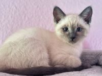 Traumhafte Jungkatzen Heilige Birma/ Siam