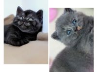 Bkh Kitten mit Stammbaum