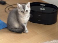 BKH kitten zu verkaufen