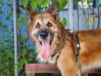 Imposanter Koda sucht Führungspersönlichkeit