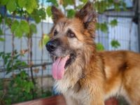 Imposanter Koda sucht Führungspersönlichkeit