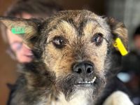 Lotti, zarte, zurückhaltende Hündin sucht ein Körbchen in einem ruhigen Zuhause, 2-3 Jahre, 40 cm