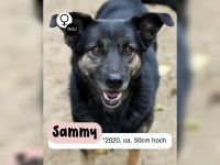 Treue SAMMY sucht ihr Zuhause