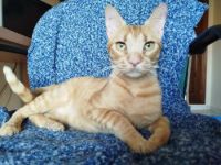 Ludo, Finch und Lux, 2x 2 Jahre, 1x 1 Jahr jung