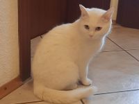 Europäische kurzhaar babykatze