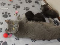 BKH Kitten reinrassig gesund