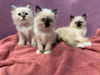 Reinrassige Heilige Birma Kitten mit Stammbaum