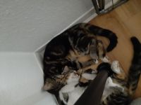 2 kitten Männlich abzugeben 14 Wochen alt