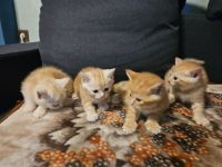 Katzen Babys kitts in Liebe volle Hände abzugeben