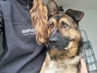 Marley sucht ein aktives Zuhause