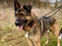 Marley sucht ein aktives Zuhause