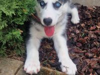 Sibirien Husky Welpe BLAUE AUGEN