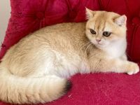 Reinrassige BKH Kitten black golden