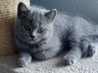 BKH Kätzchen/Kitten Wochen alt abzugeben