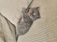 Bkh kitten abzugeben