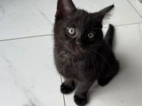 BKH mit Ärzlichengesundheitszeugnis und Impfpass